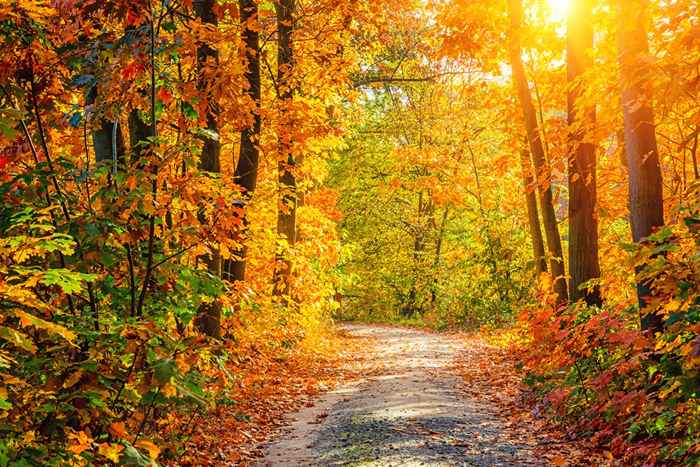 Wenn das Herbst Laub am besten in Ihrer Nähe ist