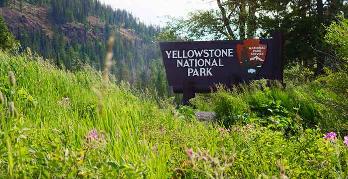 Les responsables du parc national de Yellowstone disent que si vous voyez cela, restez à l'écart