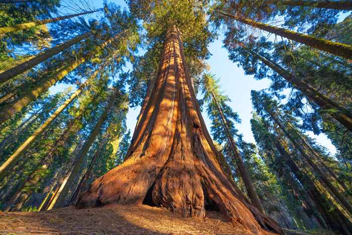 Der Yosemite-Nationalparkbäume werden aus diesem sehr guten Grund gesenkt