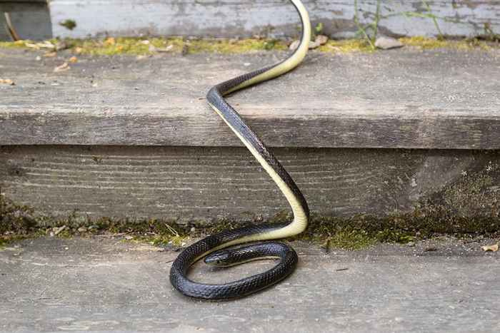 Vous pourriez apporter des serpents à l'intérieur si vous ne vérifiez pas cet endroit effrayant