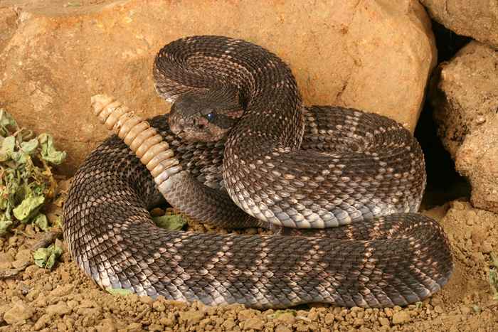 Vous êtes plus susceptible de voir les serpents à sonnettes dans votre cour en ce moment, voici pourquoi