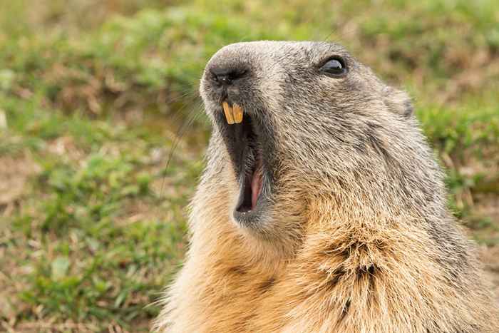 12 Zabawnych czasów Day Groundhog był strasznie źle