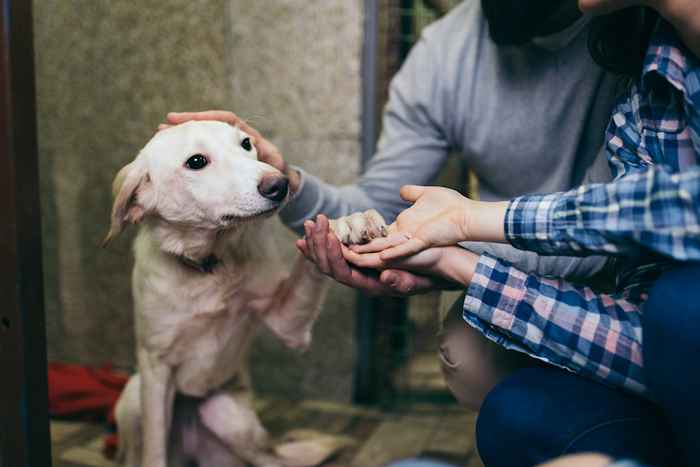 16 Adoptionsgeschichten von Haustieren, die Sie zum Weinen bringen