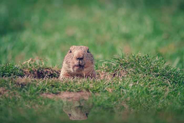 17 choses hilarantes que les étrangers pensent au u.S. Obsession du jour de la marmotte