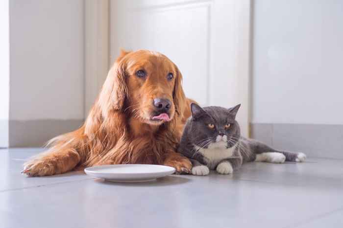 19 coisas que seu cachorro está tentando te dizer