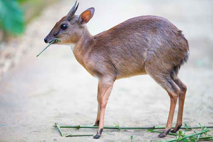 23 kleinste Tiere auf dem Planeten