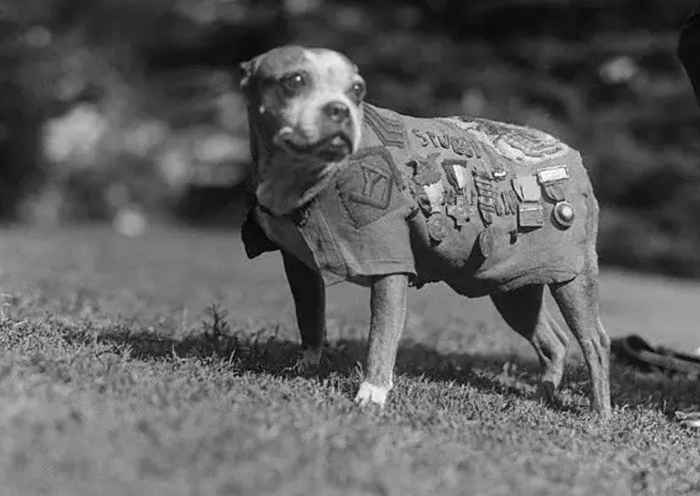 40 Tiere, die Helden im wirklichen Leben sind