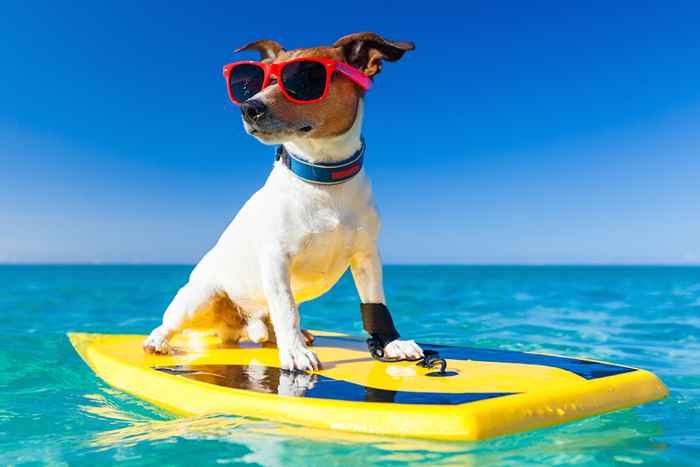 5 maneiras geniais de manter seu cachorro esfriar neste verão