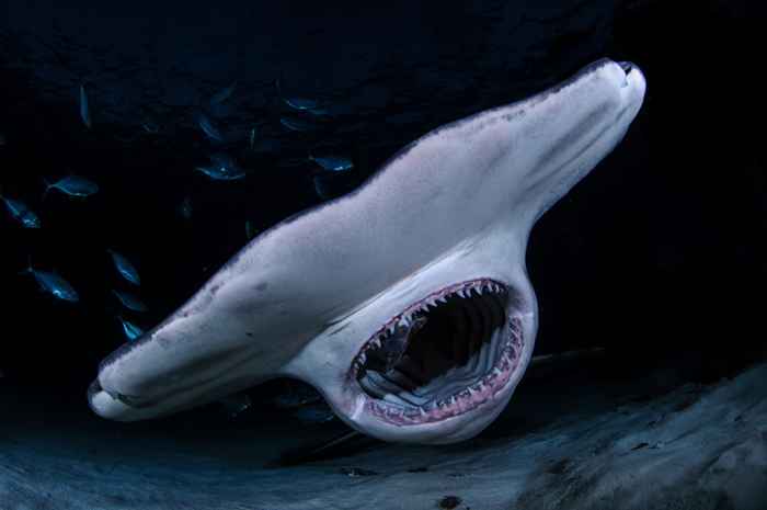 50 faits choquants sur les requins