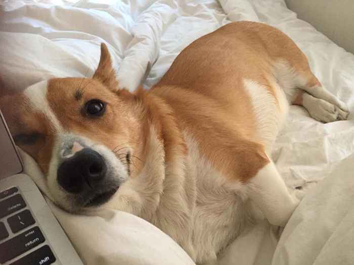 55 fatti Corgi che li rendono i migliori animali domestici