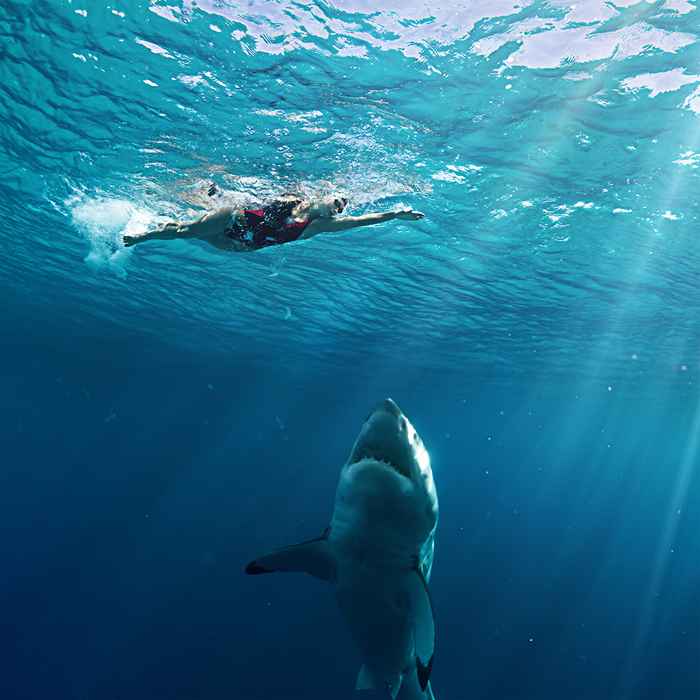 Les experts disent que c'est ce qu'il faut faire si vous êtes attaqué par un requin