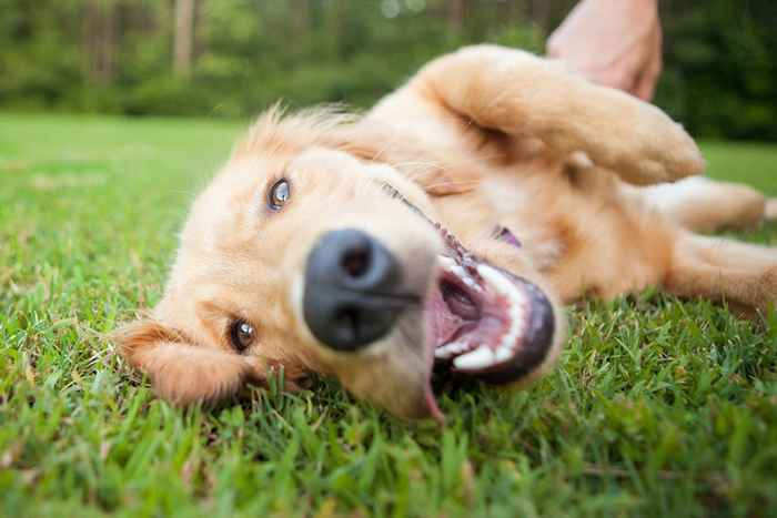 Cómo comprar el perro perfecto de César Millan