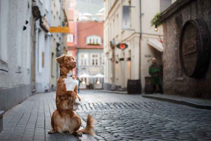 Os 20 países mais adequados para cães do mundo