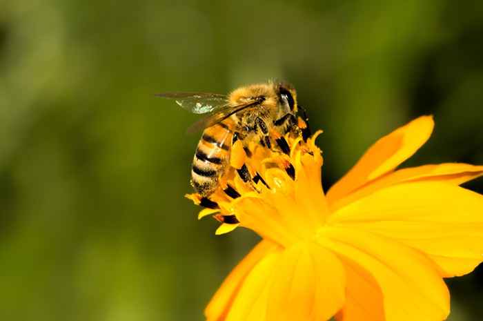 Les 50 insectes les plus dangereux d'Amérique