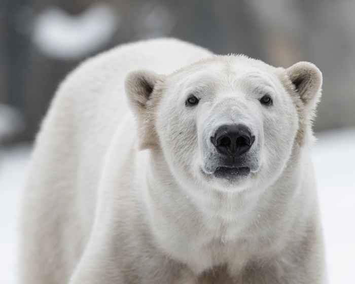 C'est le nombre d'ours polaires dans le monde