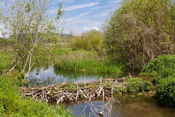 Właśnie dlatego Beavers buduje tamy