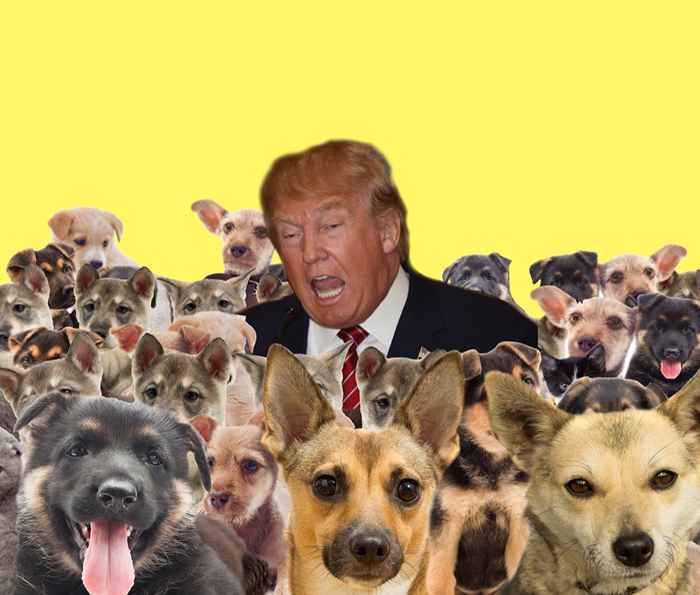 Hvorfor president Trump trenger en hund