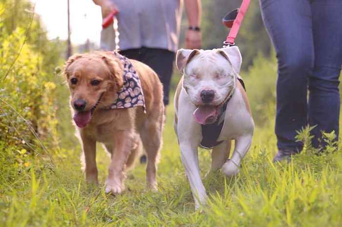 Por qué la historia de este pit bull ciego está derritiendo corazones en todas partes-video