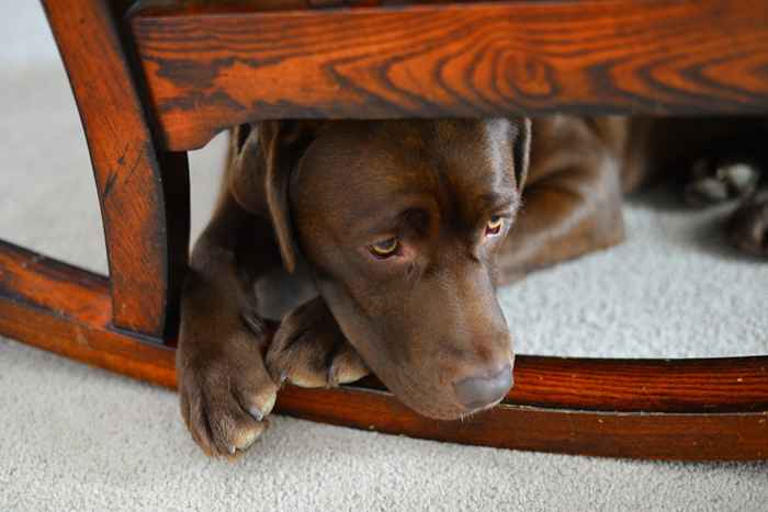 15 Zeichen, Ihr Hund ist depressiv