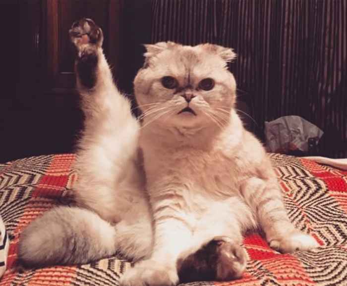 30 gatos de celebridades mais fofos