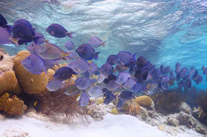 38 Ozean Fakten, die Sie aus dem Wasser ausblasen werden