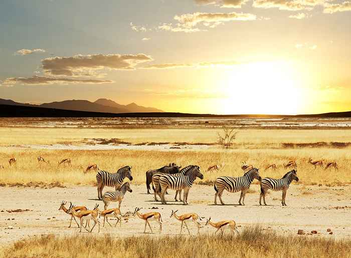 Migliori safaris e esperienze del deserto di lusso