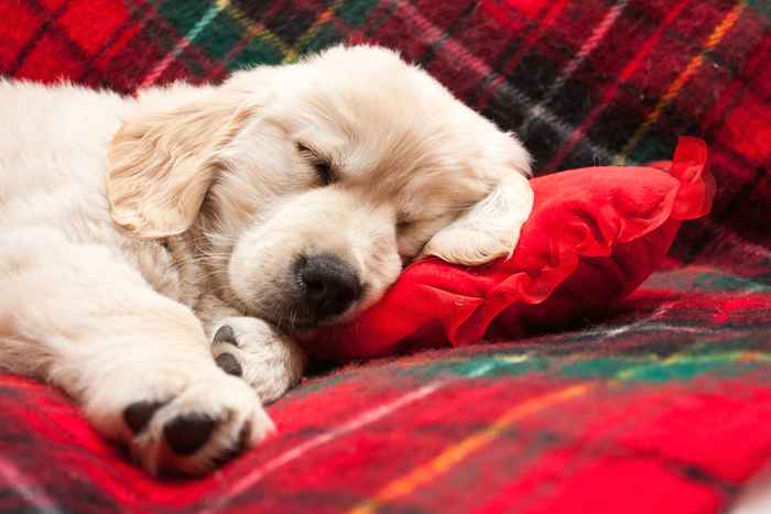 Aquí está la edad en que los cachorros lindos están en su momento