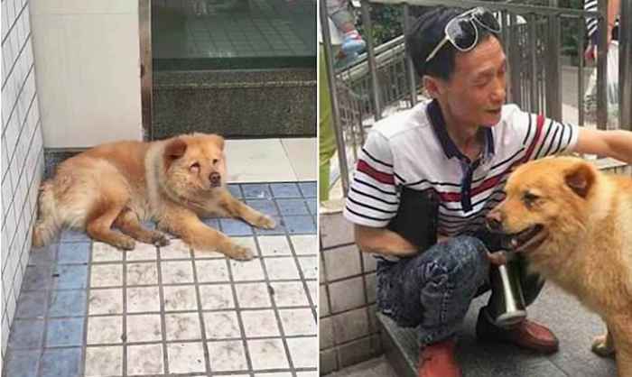 Rencontrez l'adorable chien qui attend le train de son propriétaire toute la journée