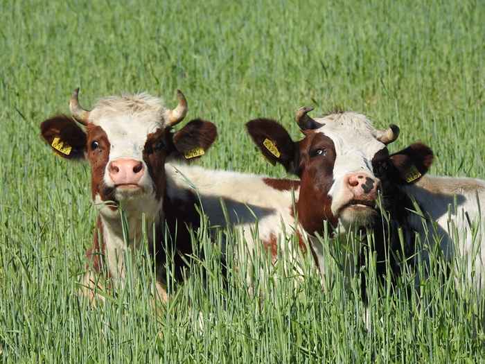 Les 20 animaux nationaux les plus étranges