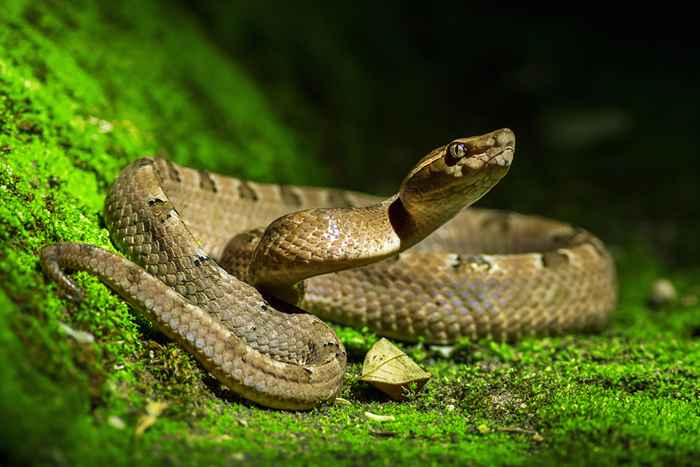 La dieta de la serpiente es la tendencia de pérdida de peso más nueva más loca que definitivamente debes ignorar