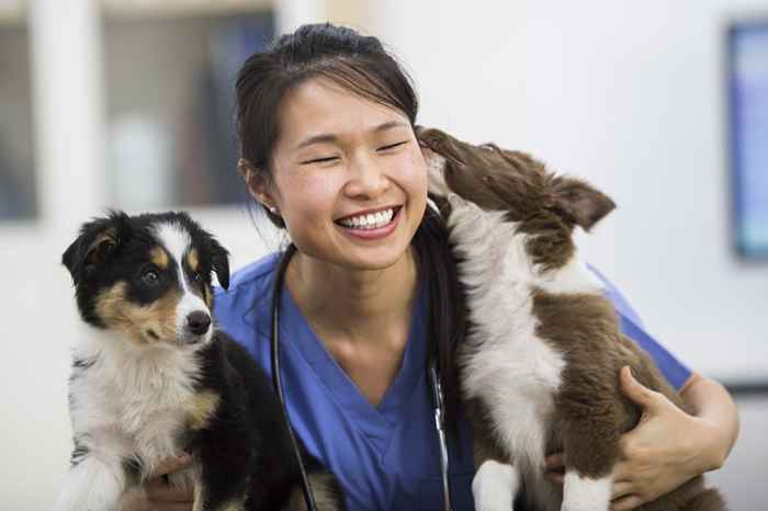 15 hemmeligheter veterinæren din vil ikke fortelle deg