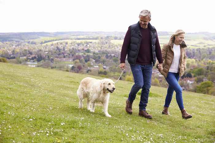 20 Segredos que seu cão caminhante não vai te dizer