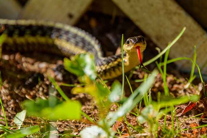 5 maneiras pelas quais as cobras estão destruindo seu quintal, de acordo com especialistas