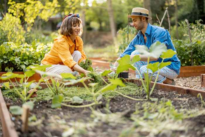 7 natürliche Möglichkeiten, um Ihren Garten nach Ansicht von Experten frei zu halten, um Ihren Garten frei zu halten