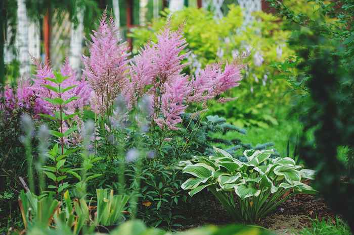 8 plantes extérieures faciles qui n'ont pas besoin de soleil