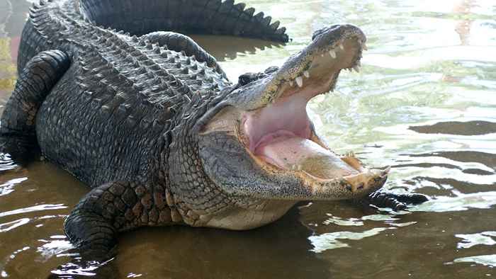 Fatalny atak aligatora na kobietę w społeczności emerytalnej powiązany z sąsiedzkim stawem, twierdzi rodzinne