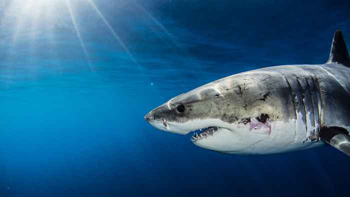 De grands requins blancs sont sur le mouvement - 4 panneaux d'avertissement pour rester en dehors de l'eau