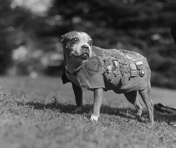 Sersjant stubby, hundeordførere og flere dyr med imponerende titler