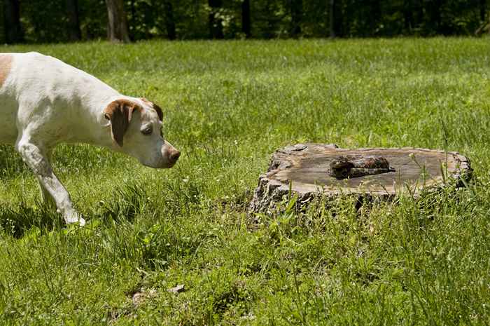 Attacchi di serpente ai cani segnalati-come per proteggere il tuo animale domestico