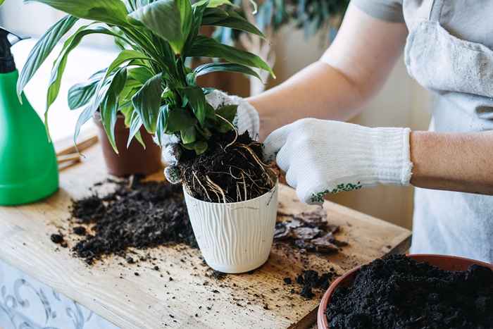 10 hacks fáciles para salvar sus plantas de interior que los jardineros juran