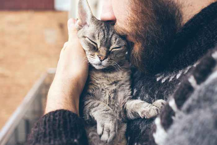 5 sykdommer du kan fange fra katten din