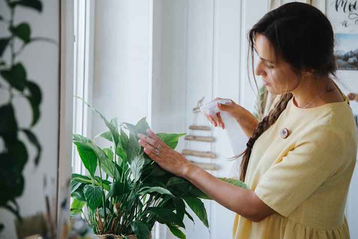 5 plantas domésticas que te ayudarán a dormir, dicen los expertos