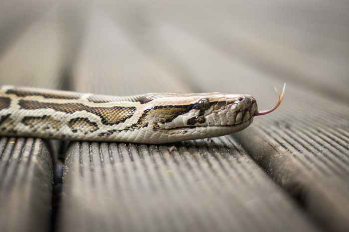 5 places Les serpents adorent se cacher dans votre sous-sol