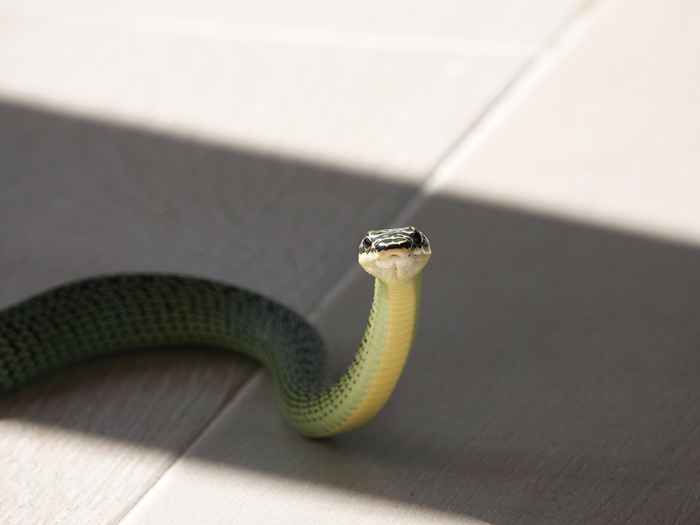 5 endroits Les serpents adorent se cacher dans votre chambre