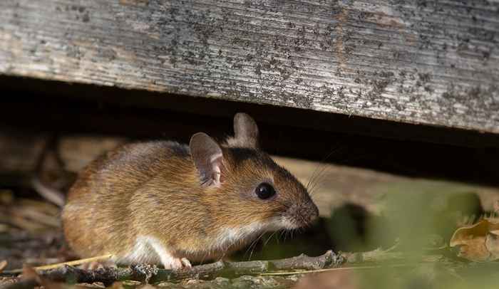 6 Orte, die Mäuse lieben, sich in Ihrem Keller zu verstecken