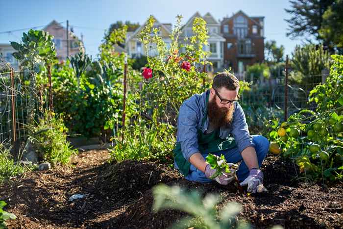 6 plantas en su patio que invitan a las plagas a su hogar