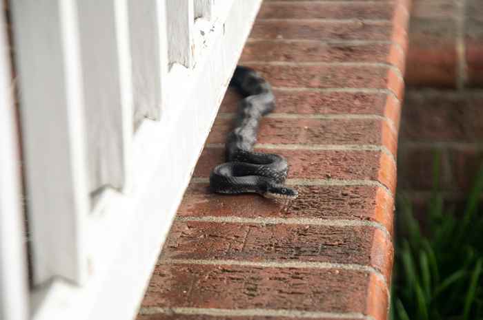 6 maneiras sorrateiras de cobras estão entrando em sua casa