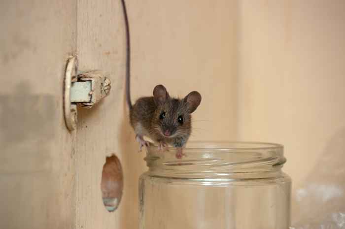 6 façons surprenantes de voir les souris entrent dans votre maison