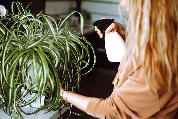 8 enkle stueplanter som ikke trenger sollys