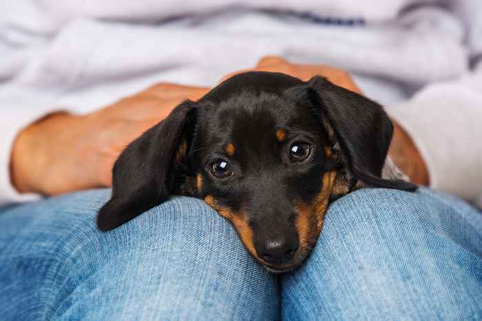 9 wartungsarme Hunde, die Sie kaum laufen müssen